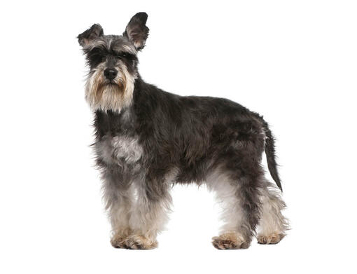 Schnauzer store bred for